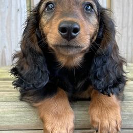 Dachshund Puppies from Taylored Dachshunds
