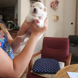 Sunny boy - White male American Eskimo Dog puppy in Grants Pass, Oregon from SnH Eskies