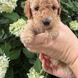 Eliza Hamilton - Apricot female Poodle puppy in Fairfield, North Carolina from Leaning T Ranch