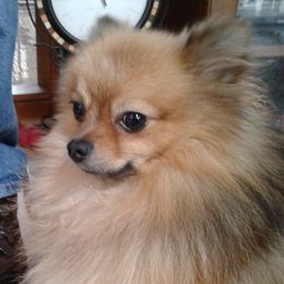 Dustin - Pomeranian