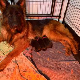 Girl 1 - Black and red female German Shepherd puppy in New York from Spitze German Shepherds