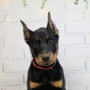 Strawberry - Black and rust female Beauceron puppy in Seattle, Washington from SilverStruck Kennels