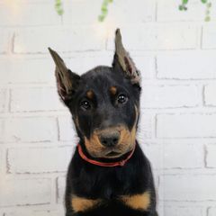 Strawberry - Black and rust female Beauceron puppy in Seattle, Washington from SilverStruck Kennels