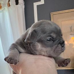 Nebula - Tricolors male French Bulldog puppy in Almo, Kentucky from Busy Bee French Bulldogs
