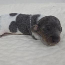 Blue and tan pie girl - Blue and tan female Dachshund puppy in West Plains, Missouri from Spring Creek Dachshunds