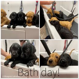 Labrador Retriever Puppies from Bluegrass Labradors