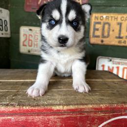 Bailey - Black and white female Siberian Husky puppy in Burnsville, North Carolina from Peterson Puppies