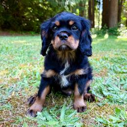 Black and Tan Boy 2 - Black and tan male Cavalier King Charles Spaniel puppy in Snohomish, Washington from The Cavi Pack