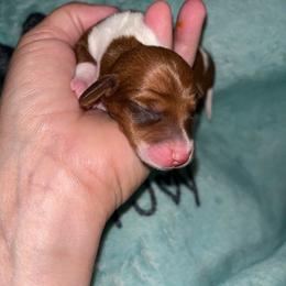 Piebald Girl - Piebald female Dachshund puppy in Gulfport, Mississippi from Candy & Caits Farmstead Mini Doxies