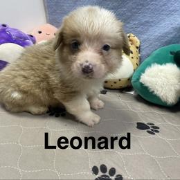 Leonard - Sable male Pembroke Welsh Corgi puppy in Apison, Tennessee from Ashmore Corgis