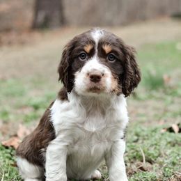 English Springer Spaniel Puppies from Hidden Valley Springers