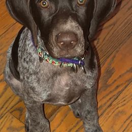 German Shorthaired Pointers from Dreamweaver Shorthairs