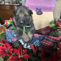 Poldi - Sable male German Shepherd puppy in Needham, Indiana from K-9 Twenty Nine: Vom Bauernhaus German Shepherds