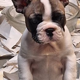 French Bulldog Puppies from Double Barrel Bulldogs