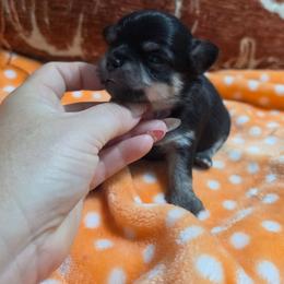 Prince - Black and tan male Chihuahua puppy in Brooksville, Florida from Daystars Chihuahuas