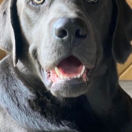 Dilute Retrievers and Labrador Retrievers from 906 Labadors