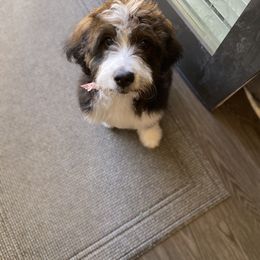 Bernedoodle Puppies from Darling Paws, LLC
