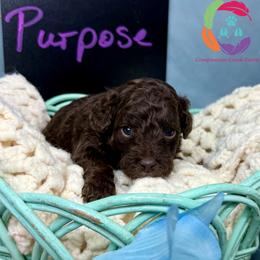 Purpose - Chocolate female Labradoodle puppy in Bowman, Georgia from Companion Creek Farm