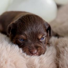 Surge - Red tri male Toy Australian Shepherd puppy in Melbourne, Florida from True Spirited Aussies