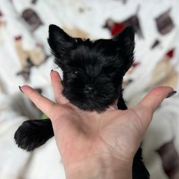 Triton - male Russian Salon Dog puppy in Kendallville, Indiana from Yorkies Kisses/Rusalka Siren Song