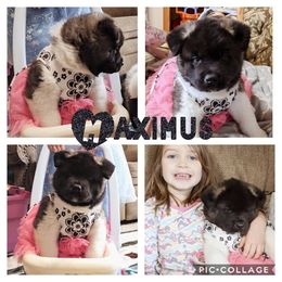 Akita Puppies from BleuMoon Akitas