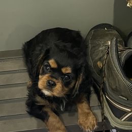 Cavalier King Charles Spaniel Puppies from Meant To Be Cavalier King Charles Spaniels