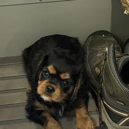 Cavalier King Charles Spaniel Puppies from Meant To Be Cavalier King Charles Spaniels