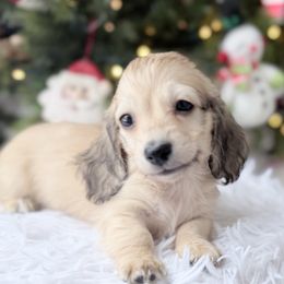 Levi 4th pictured in group - Cream male Dachshund puppy in Richmond, Virginia from Irresistible Dachshunds & Cavaliers