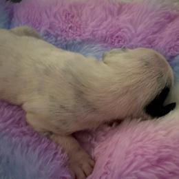 Bea - White and black female Dalmatian puppy in Fort Cavasos, Texas from Mainstreet Dalmation