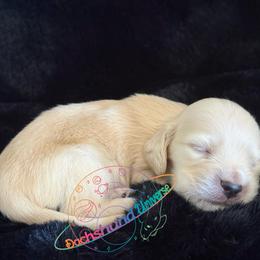 Saturn - Cream male Dachshund puppy in Peyton, Colorado from Dachshund Universe