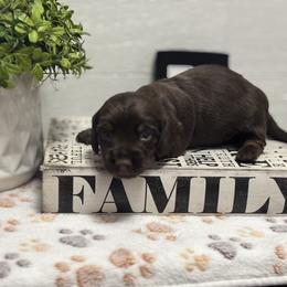 AKC Chocolate Tan Boy - Chocolate and tan male Dachshund puppy in Ladson, South Carolina from Funk's Four-Legged Friends