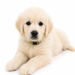 Patsy Cline - Light golden female Golden Retriever puppy in Chicago, Illinois from Urbane Retrievers