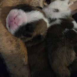 TBD - Red brindle male Bulldog puppy in Lexington, Kentucky from E. Clive Bulldogs