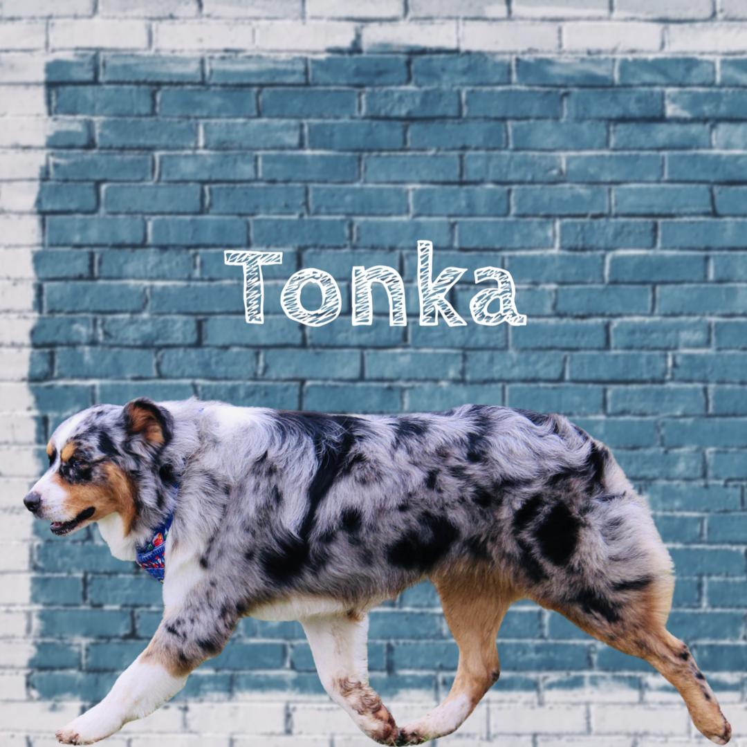 Tonka