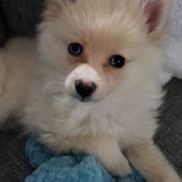 Pomeranians from Foxxy Pomeranians