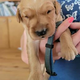 Blue boy - Golden male Golden Retriever puppy in Merino, Colorado from High Plains Goldens