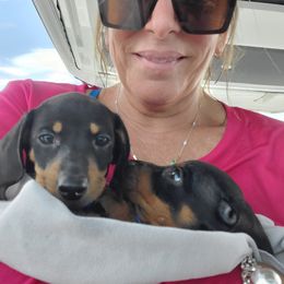 Dachshund Puppies from Lisa's Dachshunds