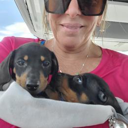 Dachshund Puppies from Lisa's Dachshunds