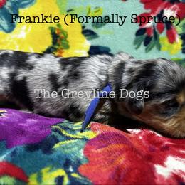 Spruce - Dapple male Dachshund puppy in Overbrook, Kansas from The Greyline Dogs