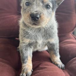 Boy 3 - Blue male Australian Cattle Dog puppy in Irvington, Kentucky from Dry Valley’s Australian Cattle Dogs