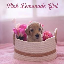 Pink Lemonade - Golden female Double Doodle puppy in El Cajon, California from Calibear Doodles