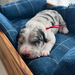 Rocky - White and blue merle male Bordoodle puppy in Valley Center, California from Circle R Valley Bordoodls