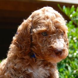 Goldendoodles and Poodles from High Cotton Doodles