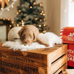 Merle - Merle male Goldendoodle puppy in Bell Buckle, Tennessee from Precious Puptown Doodles