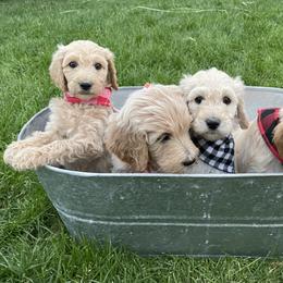 Goldendoodle Puppies from Puppy Paws Colorado