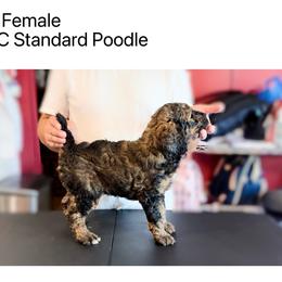 Girl 5 - Sable female Poodle puppy in Houston, Texas from CMJ Kennels