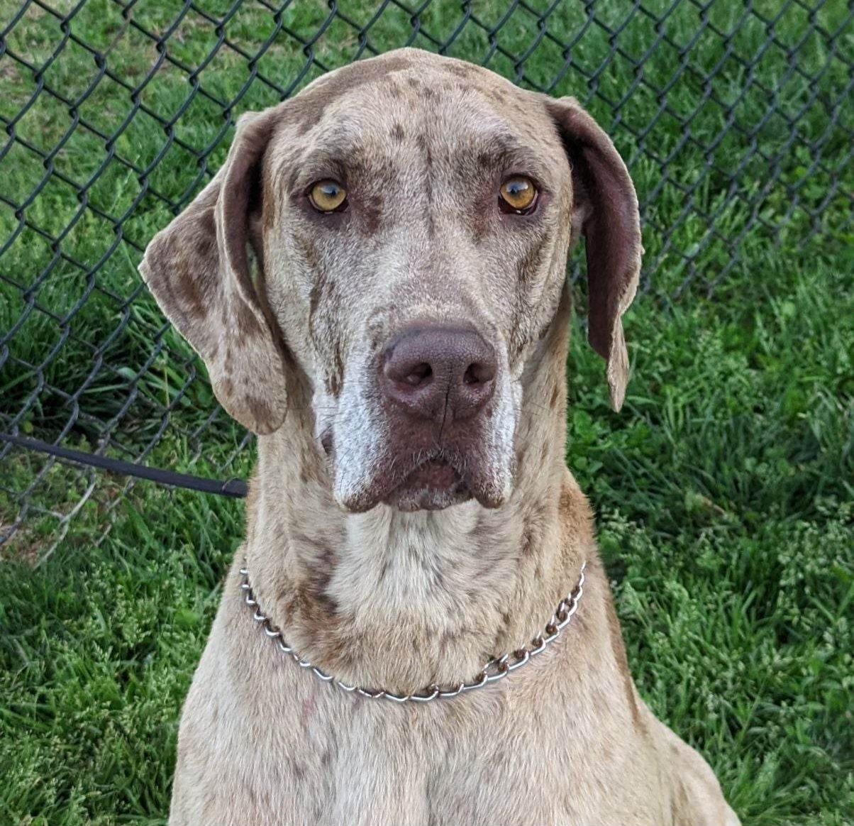ARTEMIS - Great Dane
