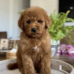 Girl 1 - Red  female Goldendoodle puppy in St George, Utah from Doodle Bears of Southern Utah