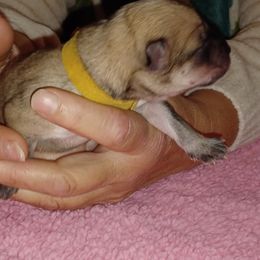 Zia, Yellow Collar - Fawn female Eurasier puppy in Lakewood, Ohio from Exquisite Eurasier