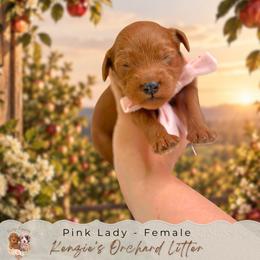 Pink Lady - Red  female Goldendoodle puppy in Norcross, Georgia from Teddy Puppies